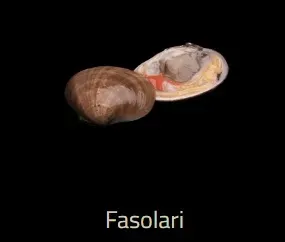 Fasolari