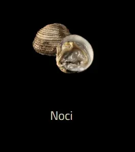 Noci