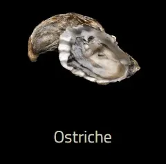Ostriche